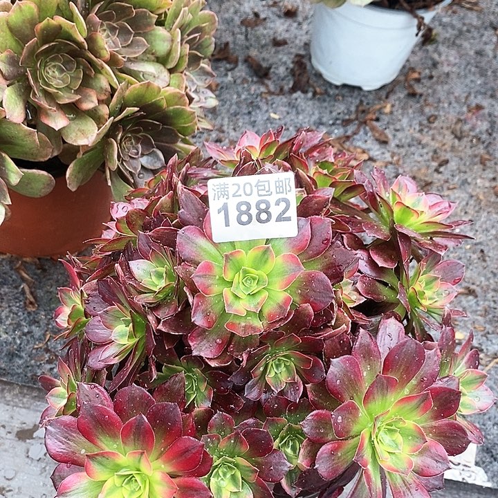 1882 一颗安娜法师多肉