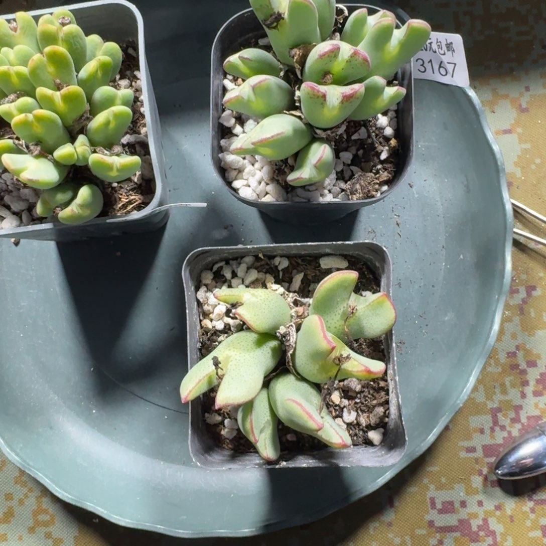 l****13167。两盒将。好看