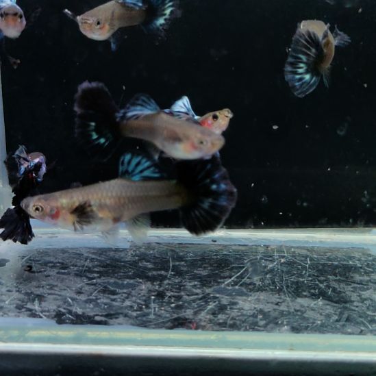 森***林孔雀鱼清缸紫尾烟花四对微瑕