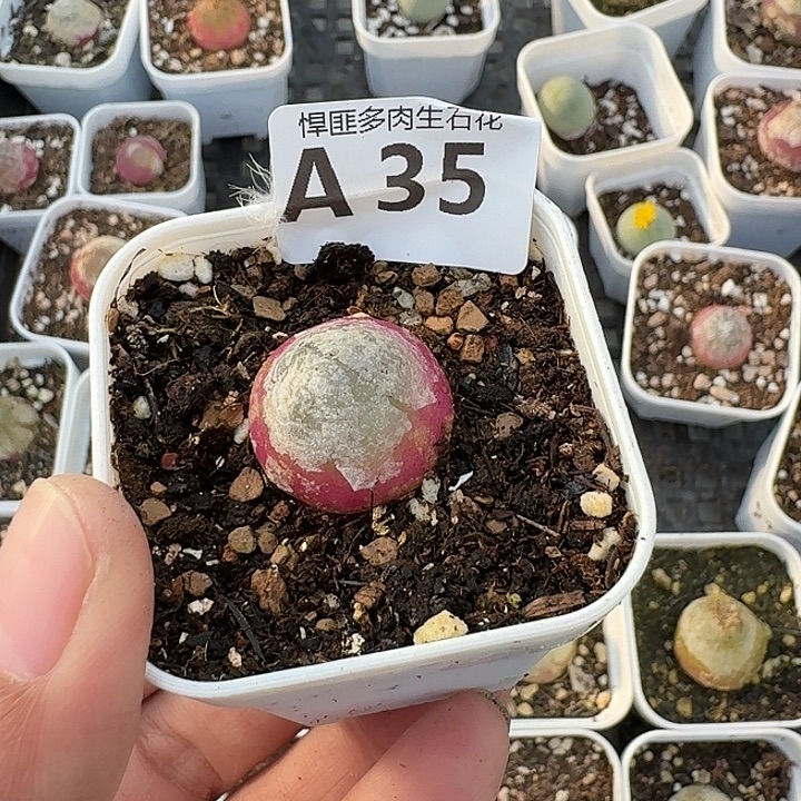 35多肉植物多肉植物