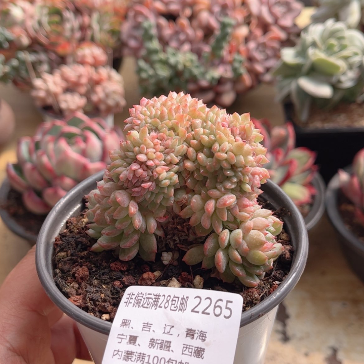 【闪购商品】2265小粉梅缀