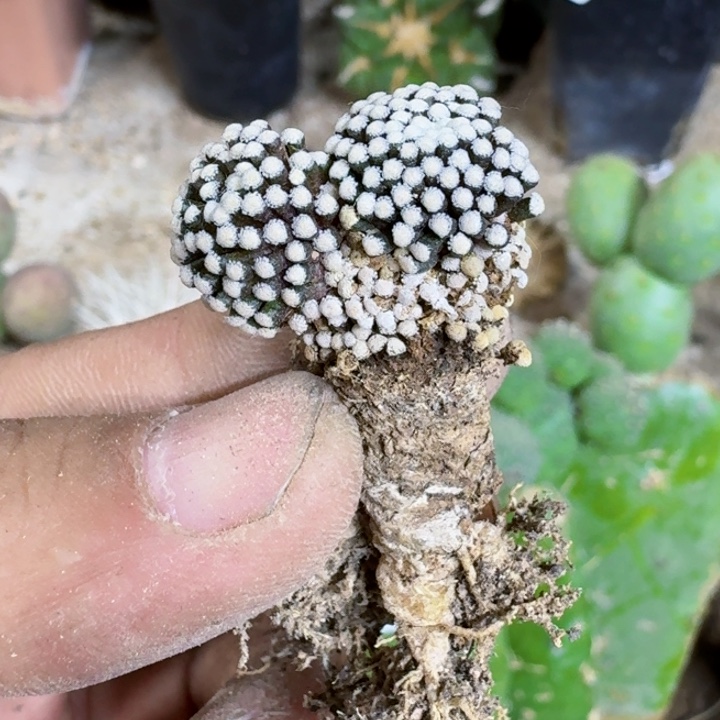 福利自根松针牡丹765