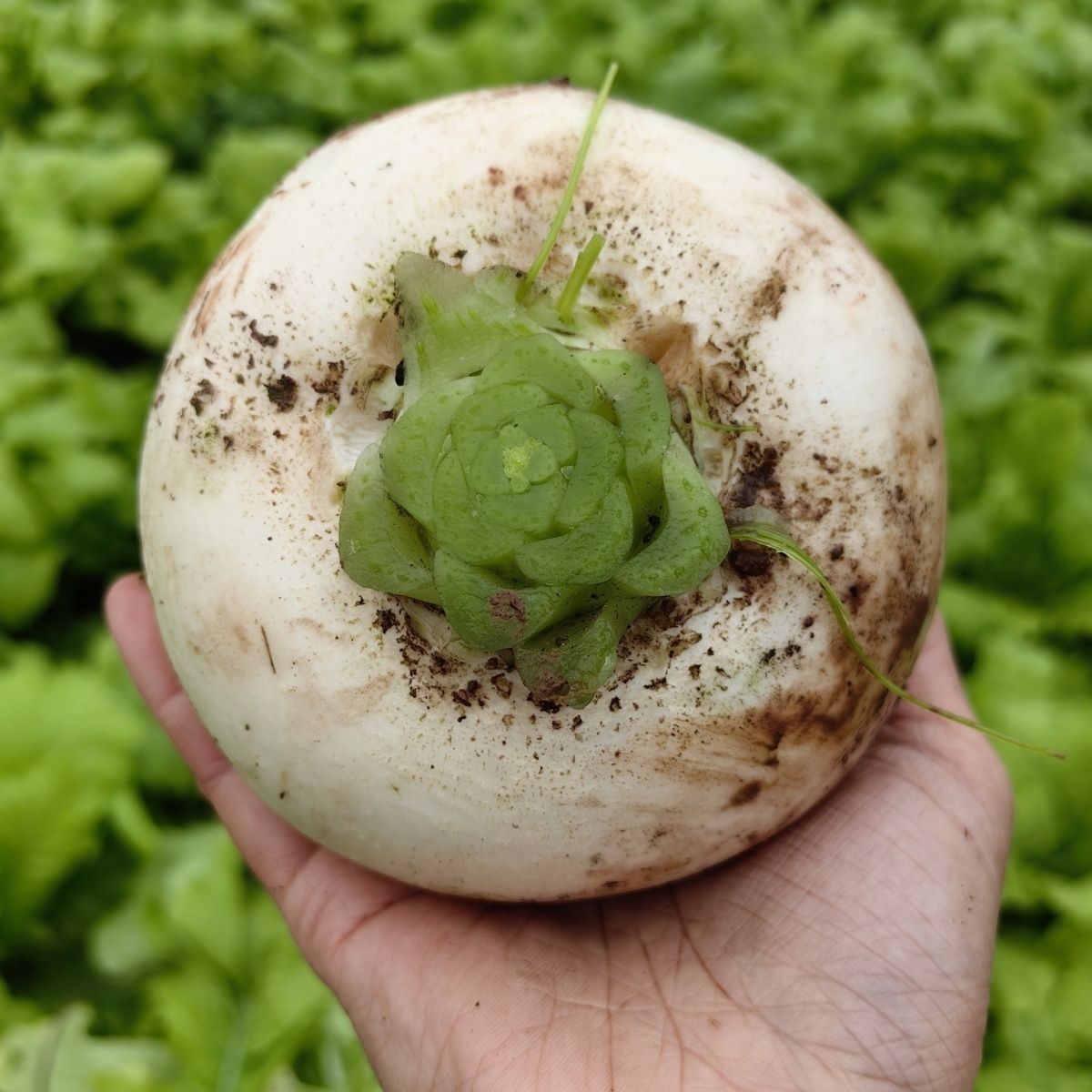 【直播专属】重庆涪陵农家3/5/9斤春不老圆白萝卜蔬菜甜萝卜泥萝卜