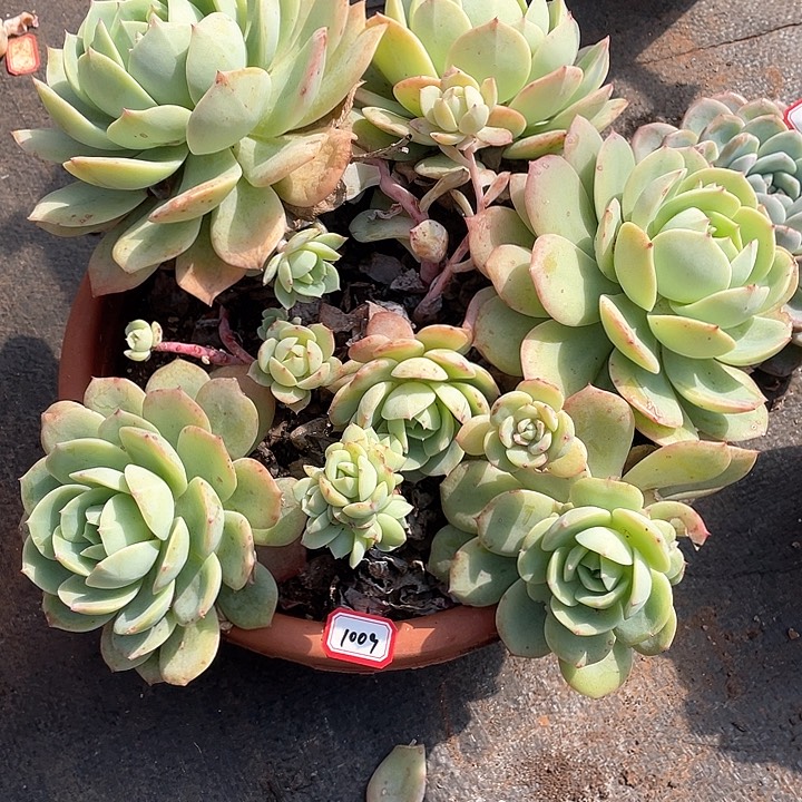 1009恋曲 一物一拍多肉