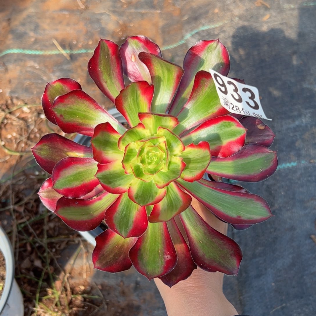 多肉植物933红魔女