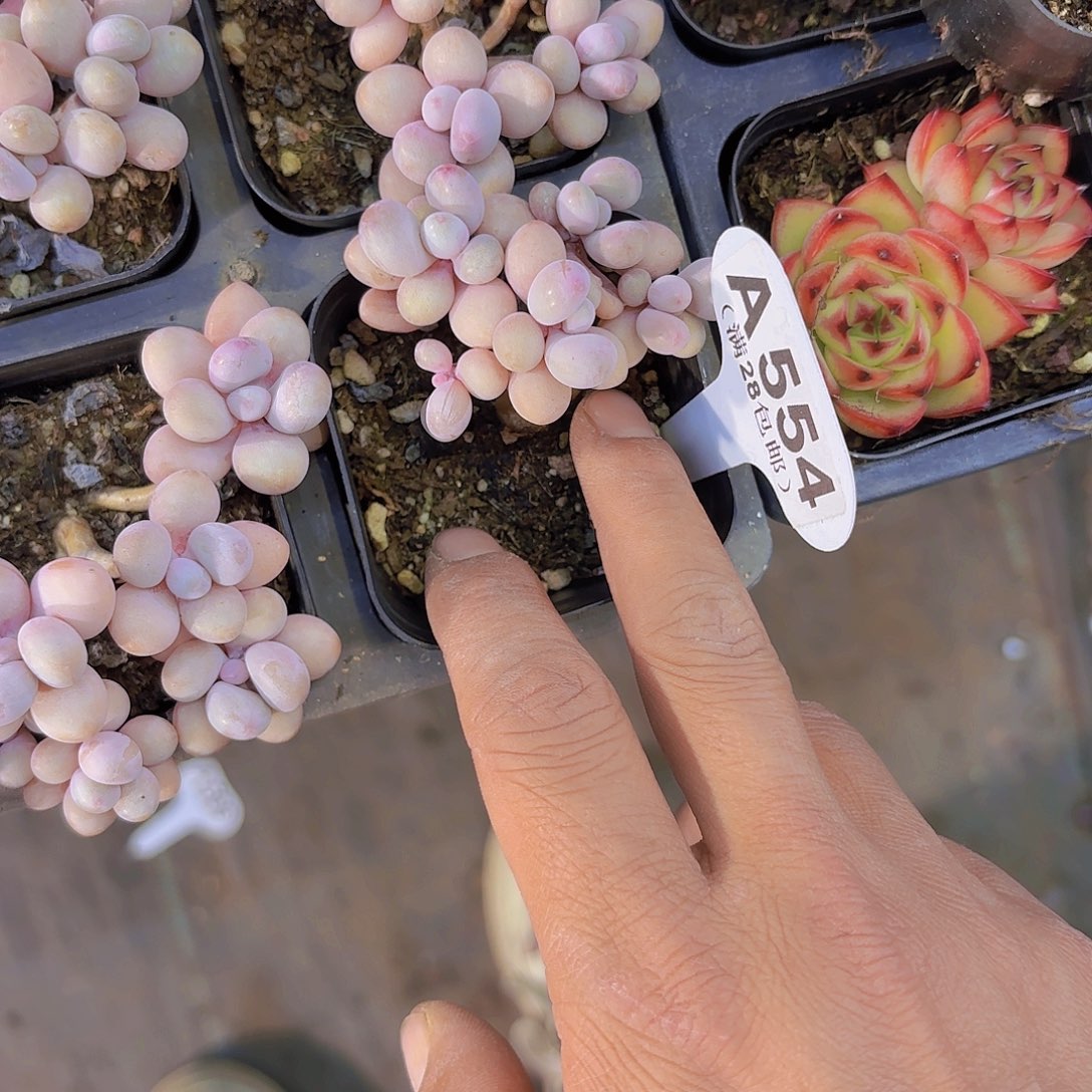 A554糖果桃蛋一物一拍