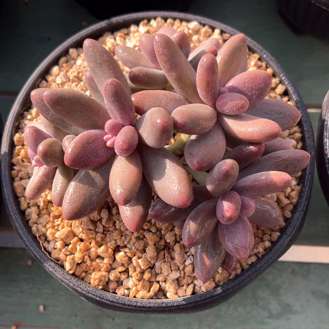 糖果美人多肉植物