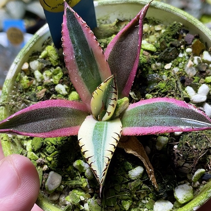 499龅牙锦特选福利