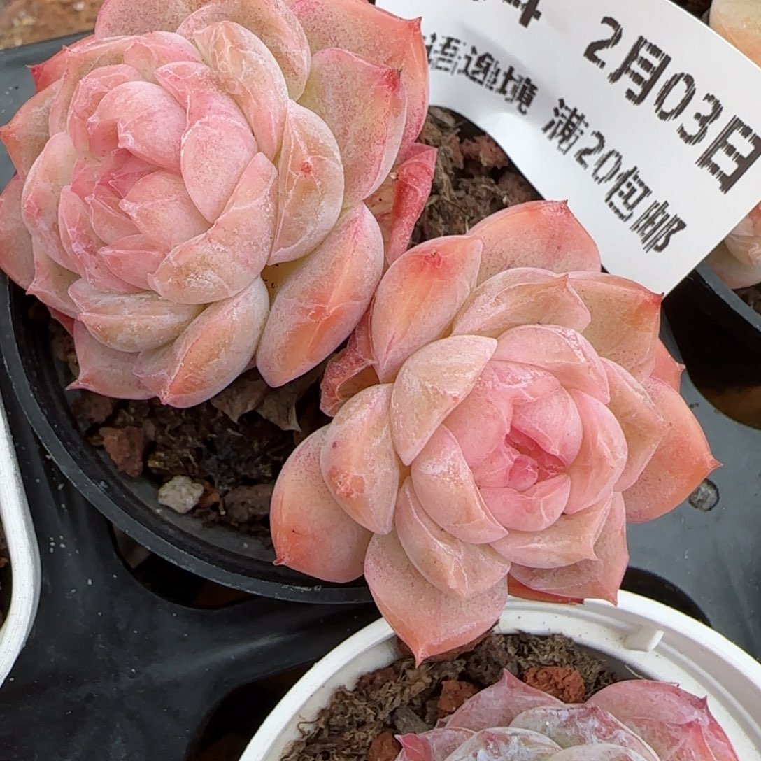 花语逸镜0203-454