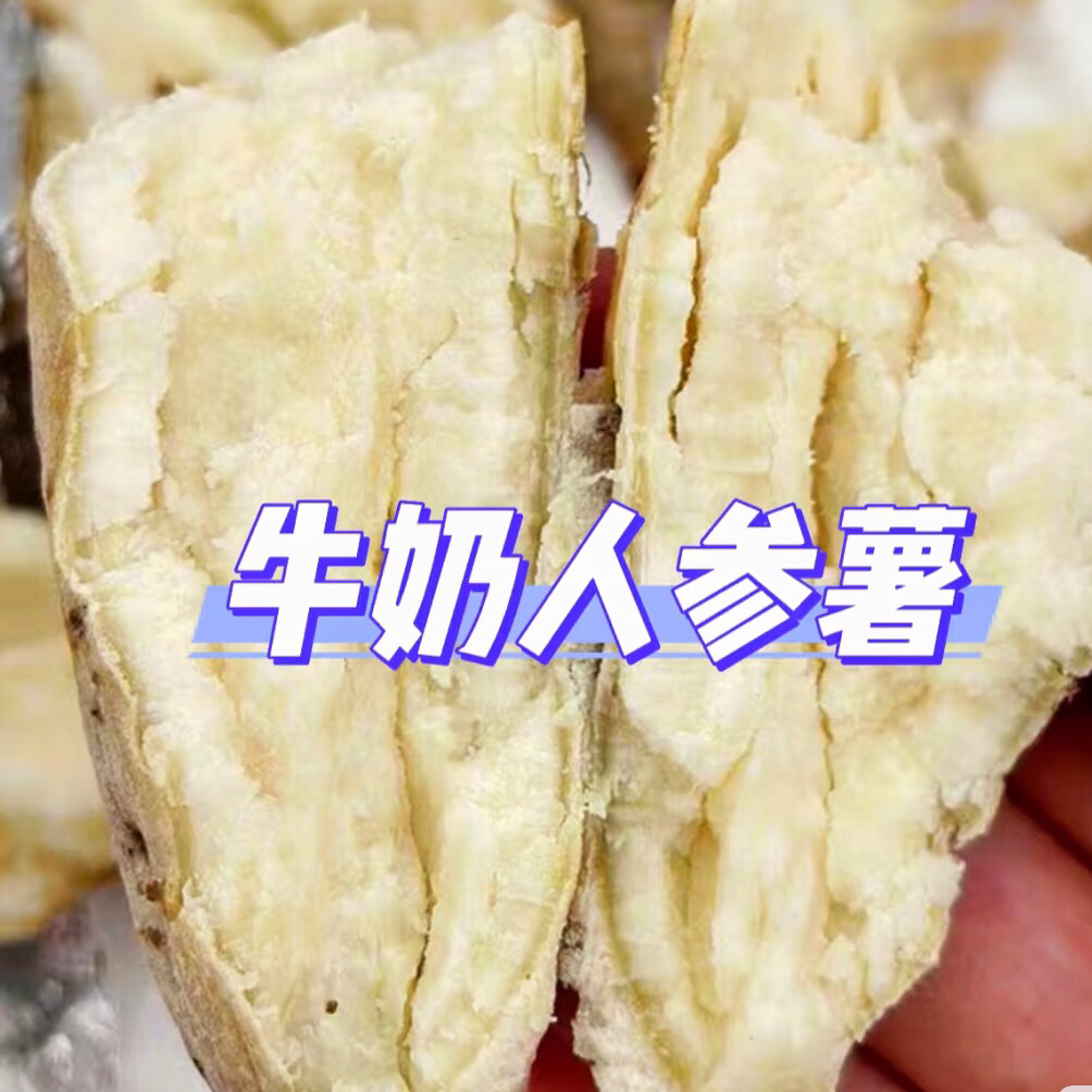 顺丰次日达｜当季牛奶人参白薯白皮番薯蔬菜辅粉糯香甜无根无丝红薯人参薯广东省