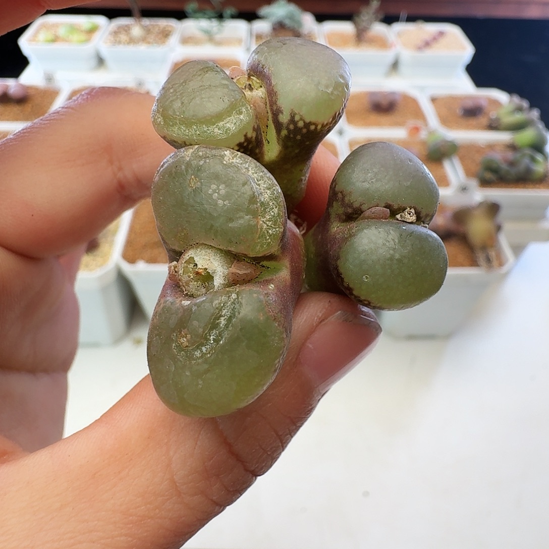 是***唷福利瑕疵风铃介意慎拍348