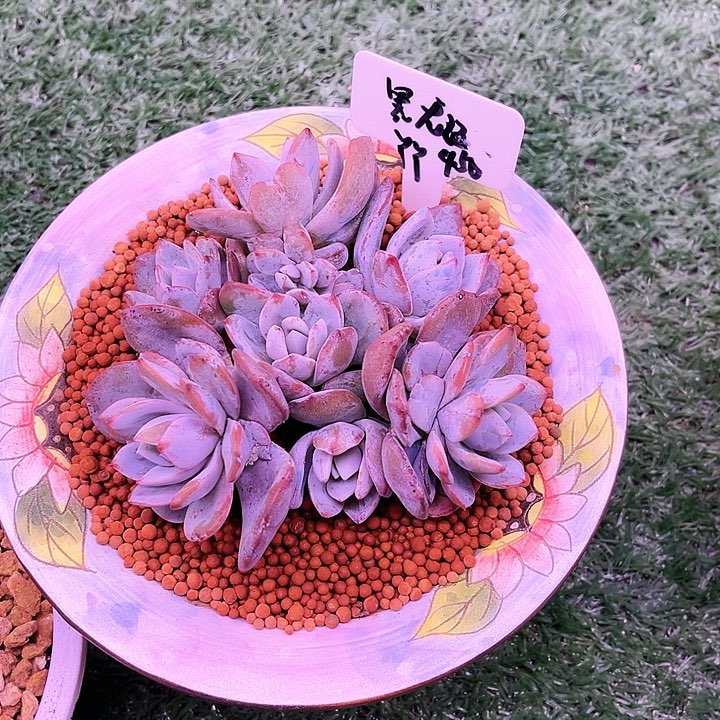 丫****8我是第一百个为妖刀应援的阴阳师呢