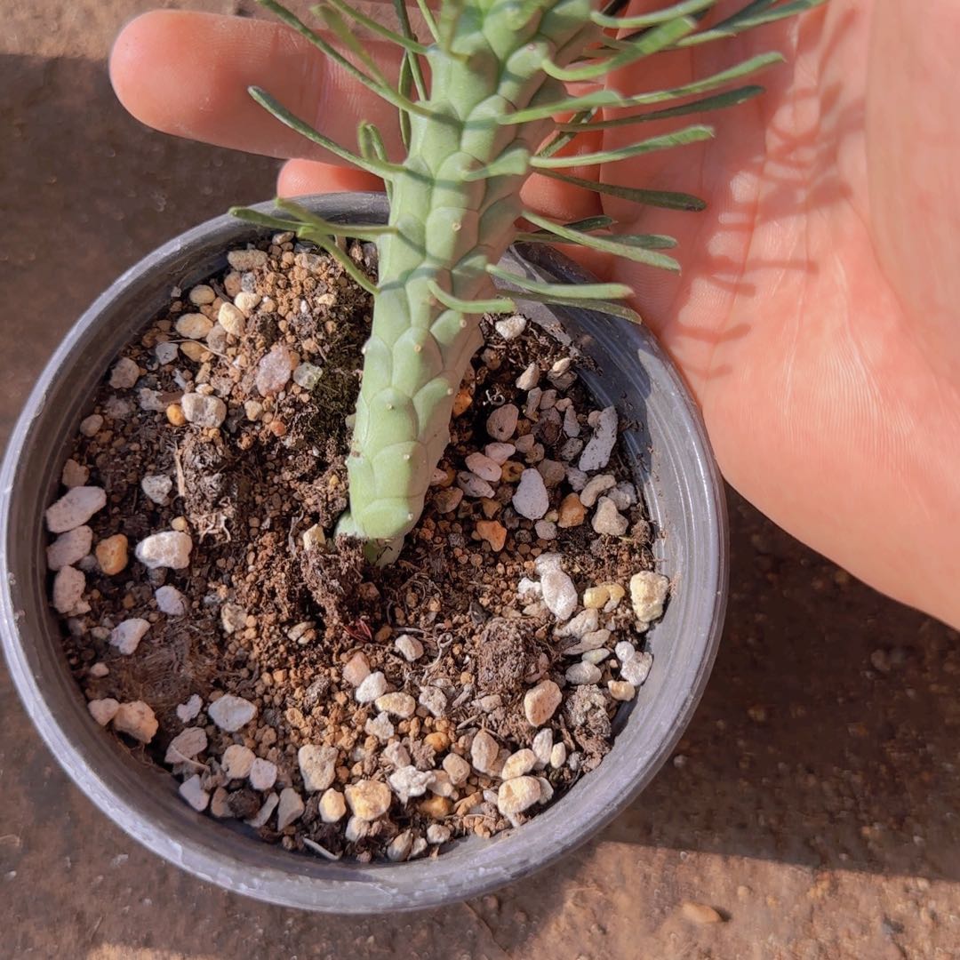 白***鸽块根植物块根植物