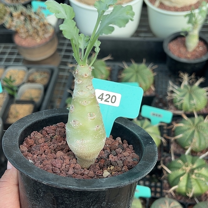 奇连克杨奎多肉植物