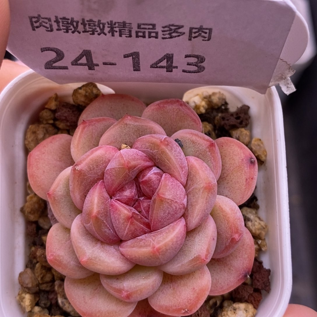 【闪购商品】24-143甜心