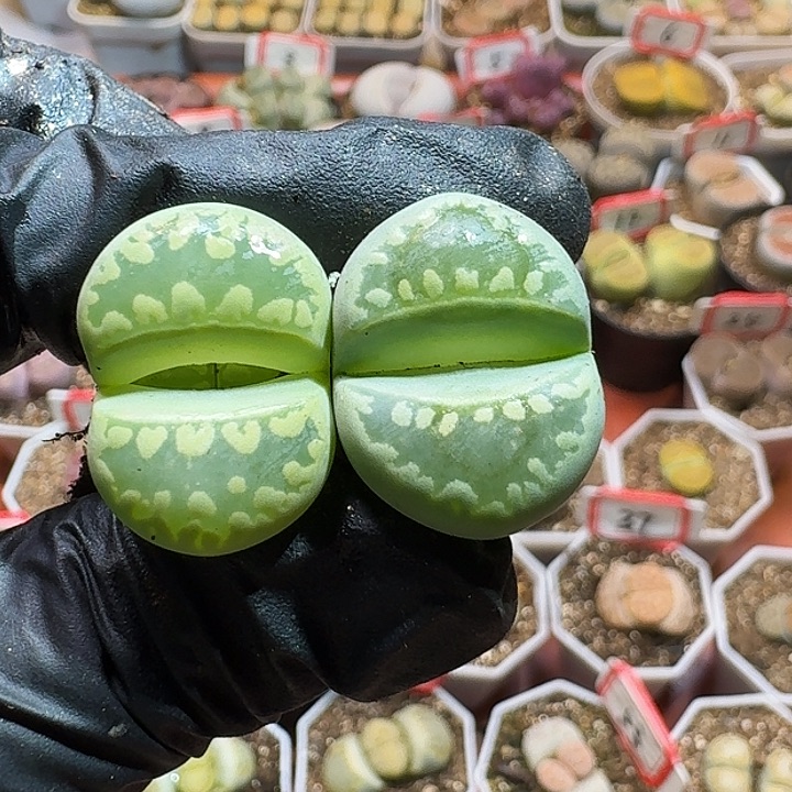 生石花233:：：。  109