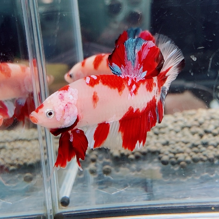 @***川斗鱼黑59号巨否将军