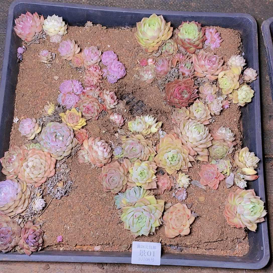 【闪购商品】云01号