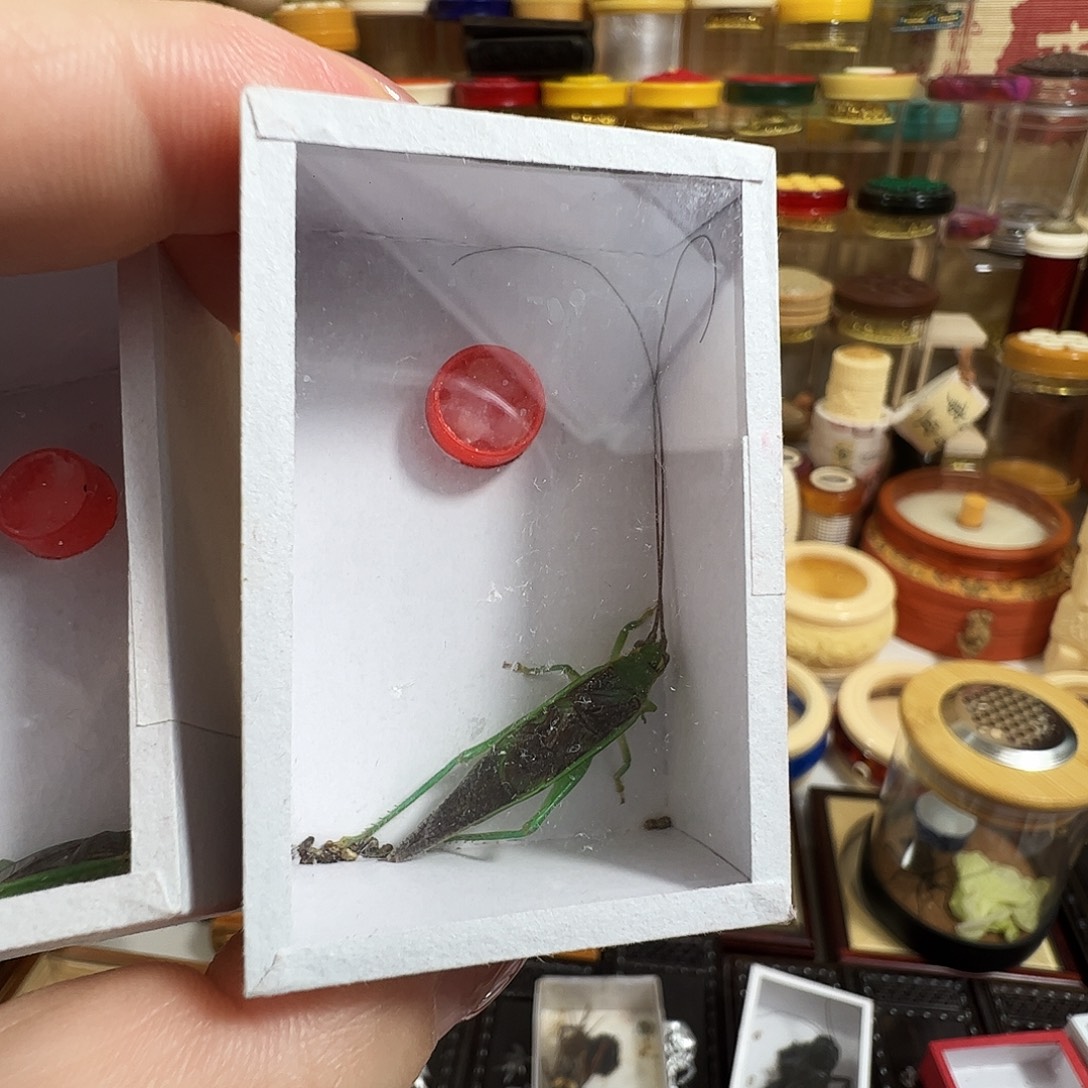 择****霍氏片蟋一个一个