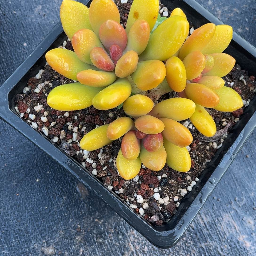 小鹿多肉一物一拍