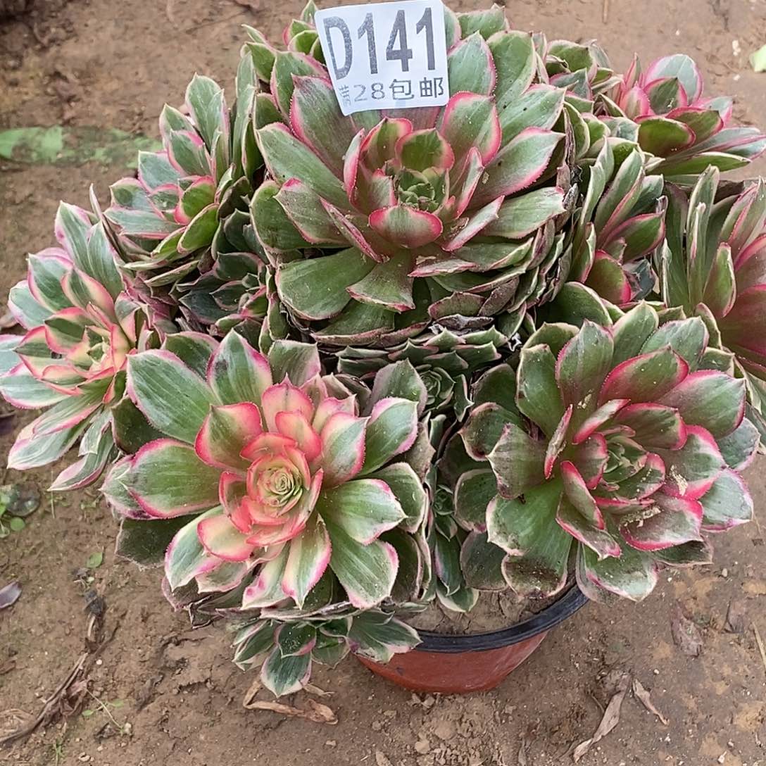 141 多肉植物不包断枝