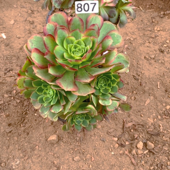 无花朵807组合2棵多肉植物