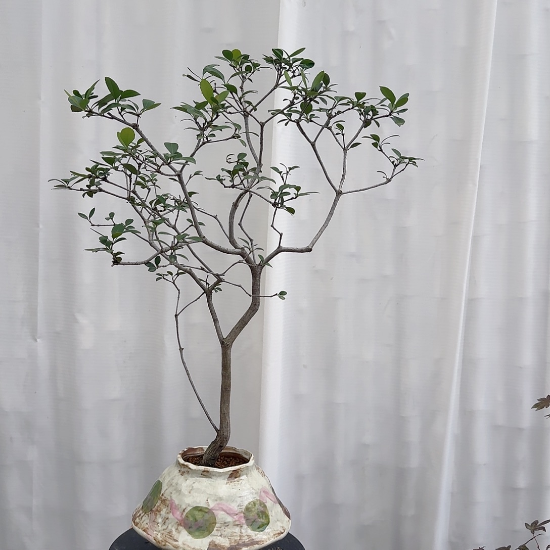 无花朵海岛春花补差价