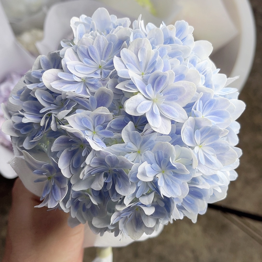 完全开放稀有绣球花178