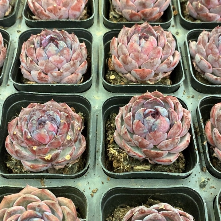 82。蓝莓。福利多多