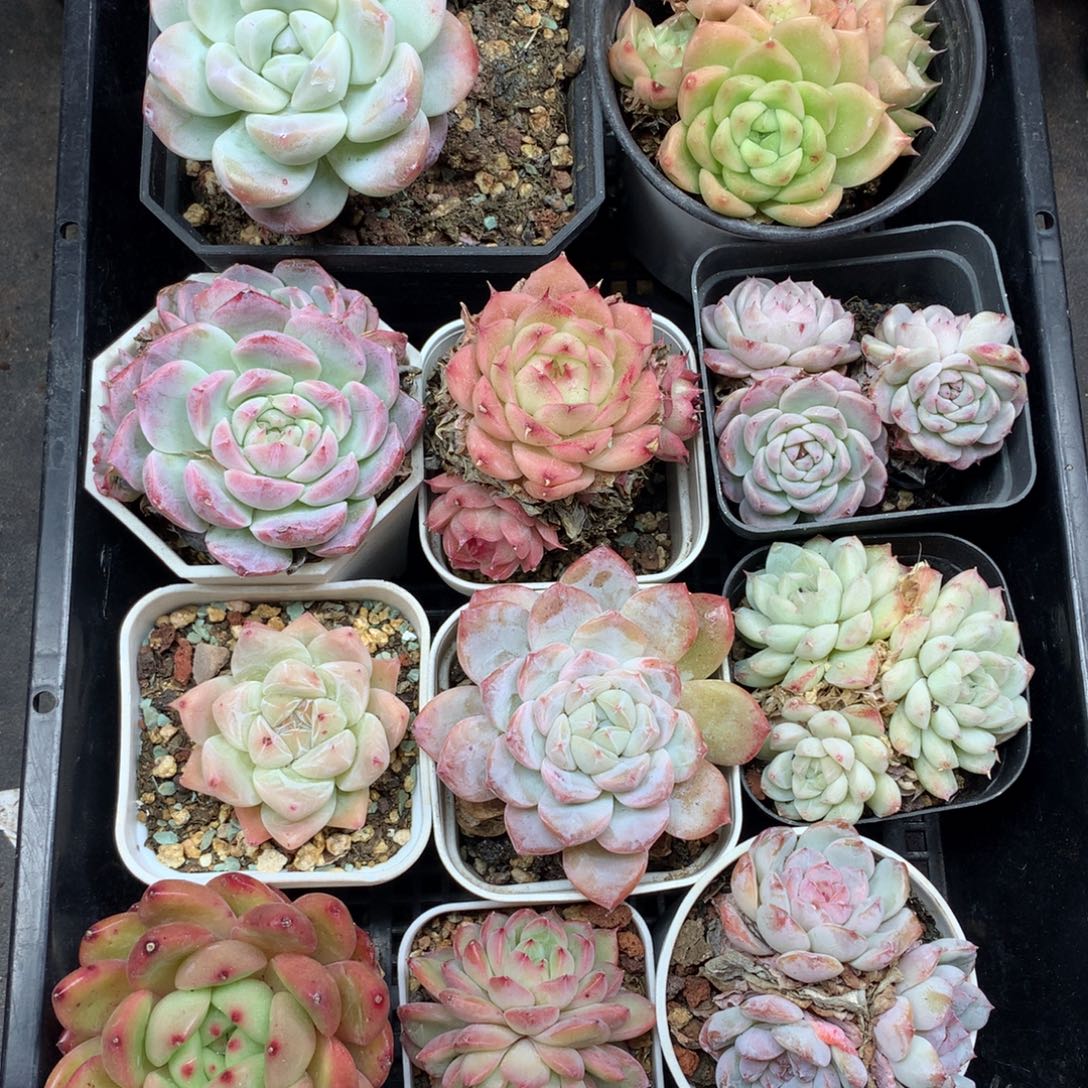 1209-131 套餐一组