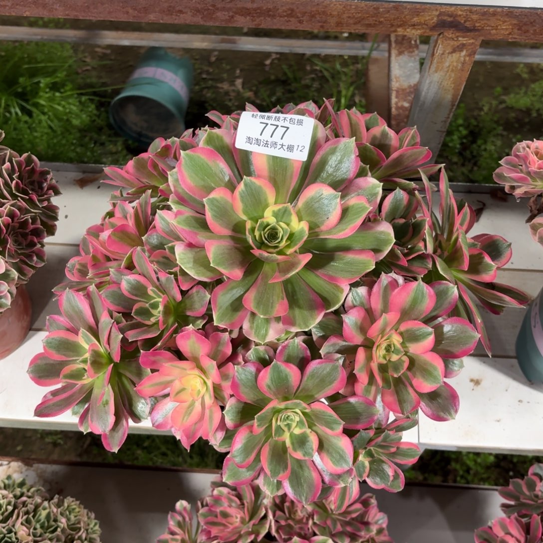 777粉女郎多肉植物法师