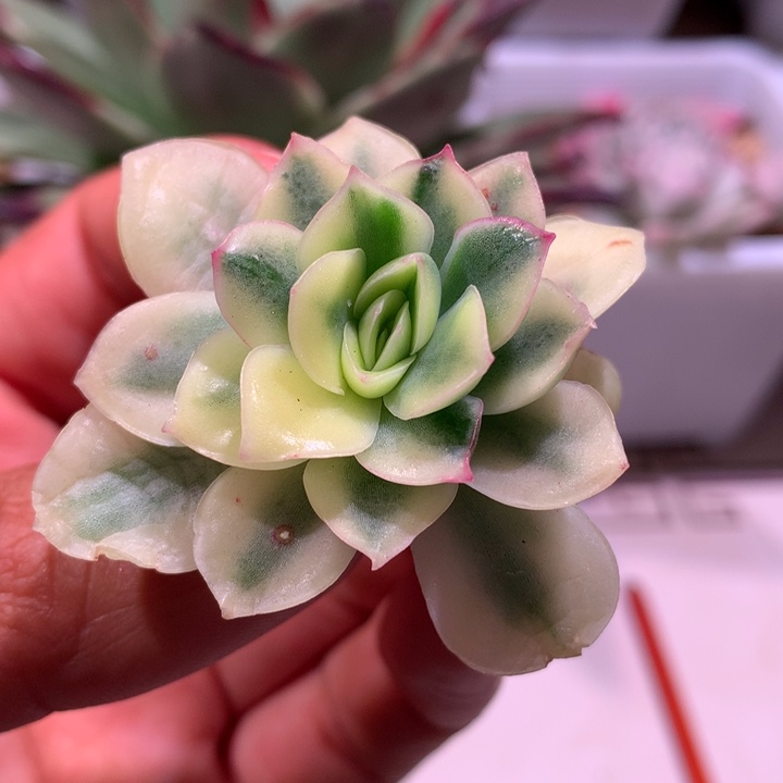 不知名东云可嫁接有根