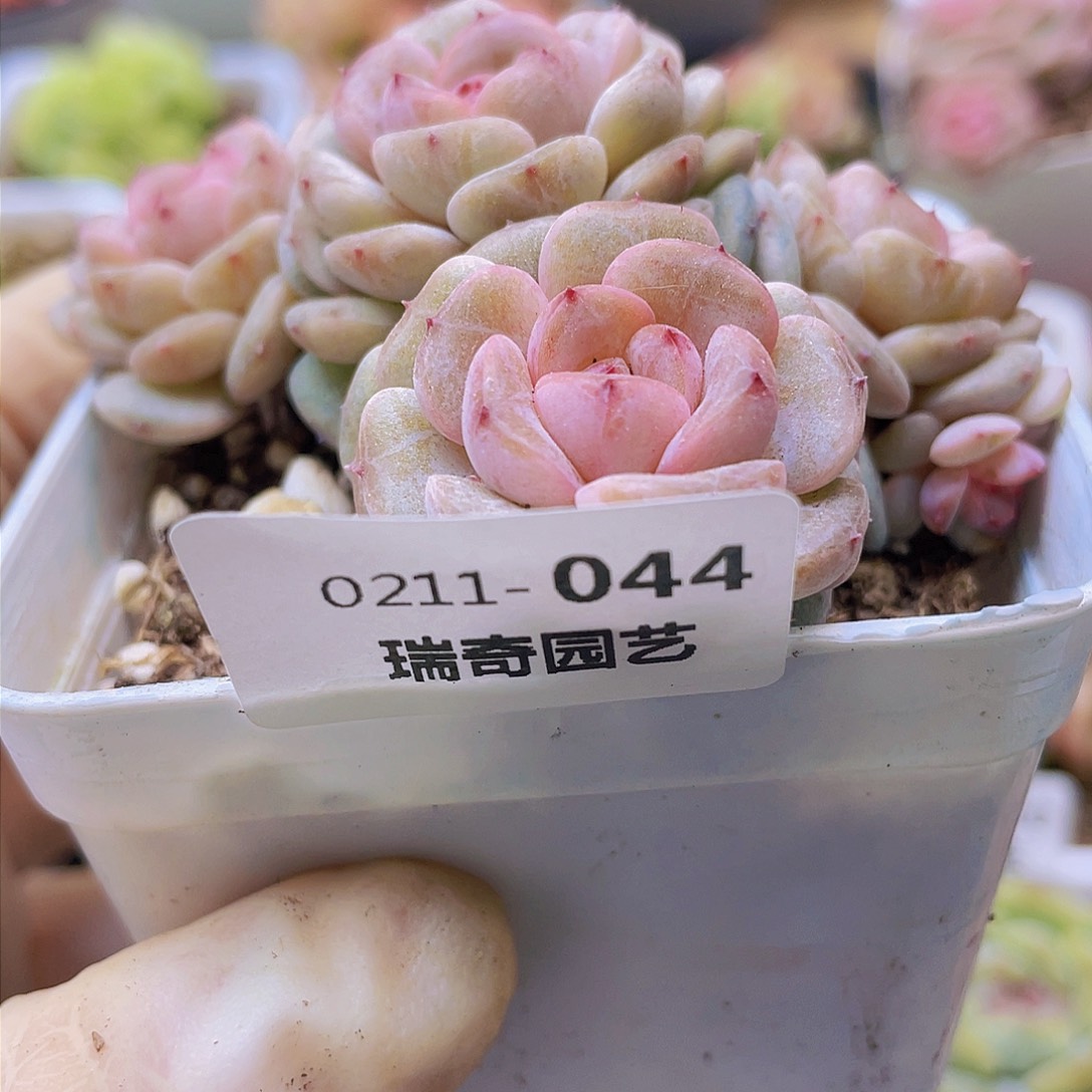 &****白00000000000044一物一拍