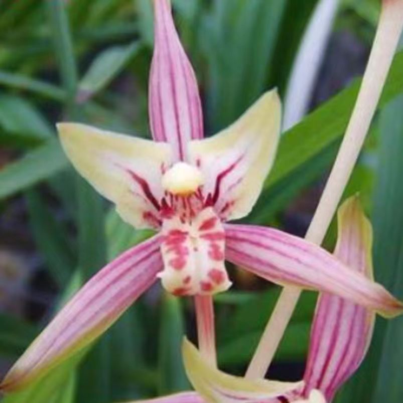 天地之华四季兰建兰正品办公室园艺绿植庭院阳台花盆茶座