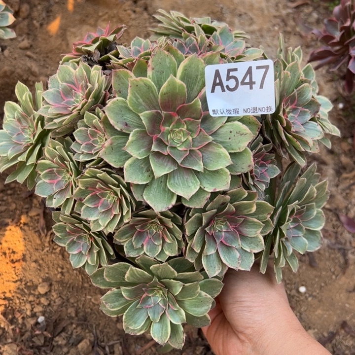 莲花座多肉微瑕547.