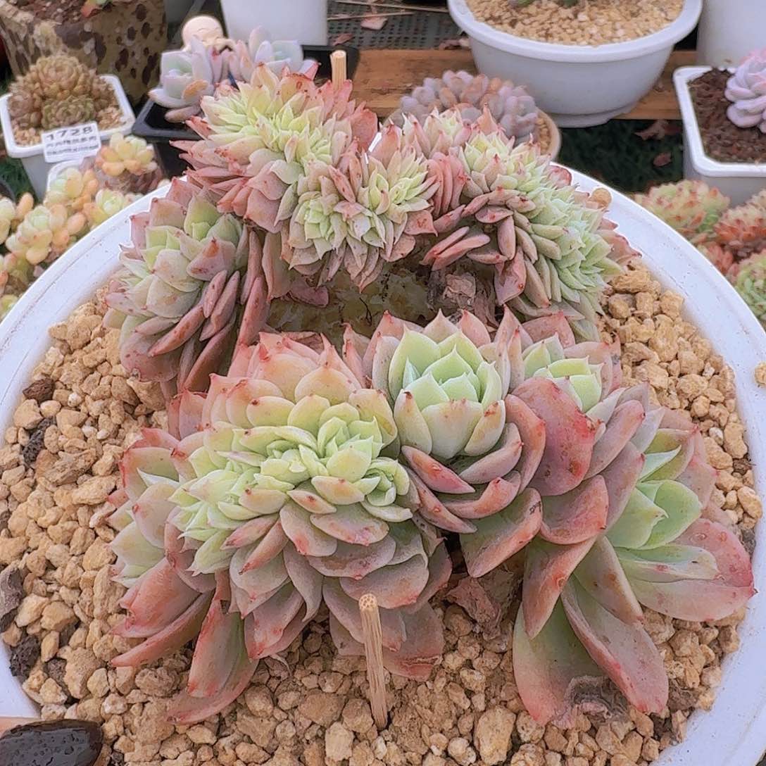 1762一物一拍（满28包邮）