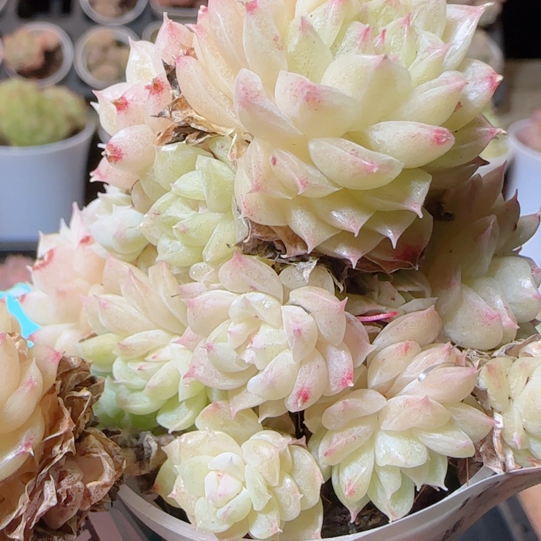 花语多肉1205-59散