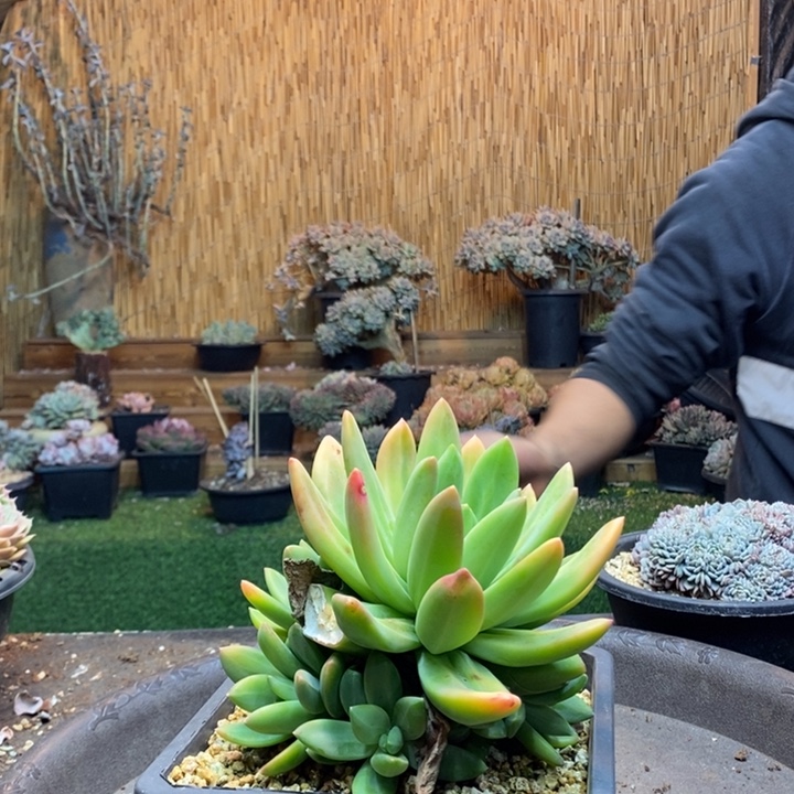 乔****366号号海洋之歌多肉植物