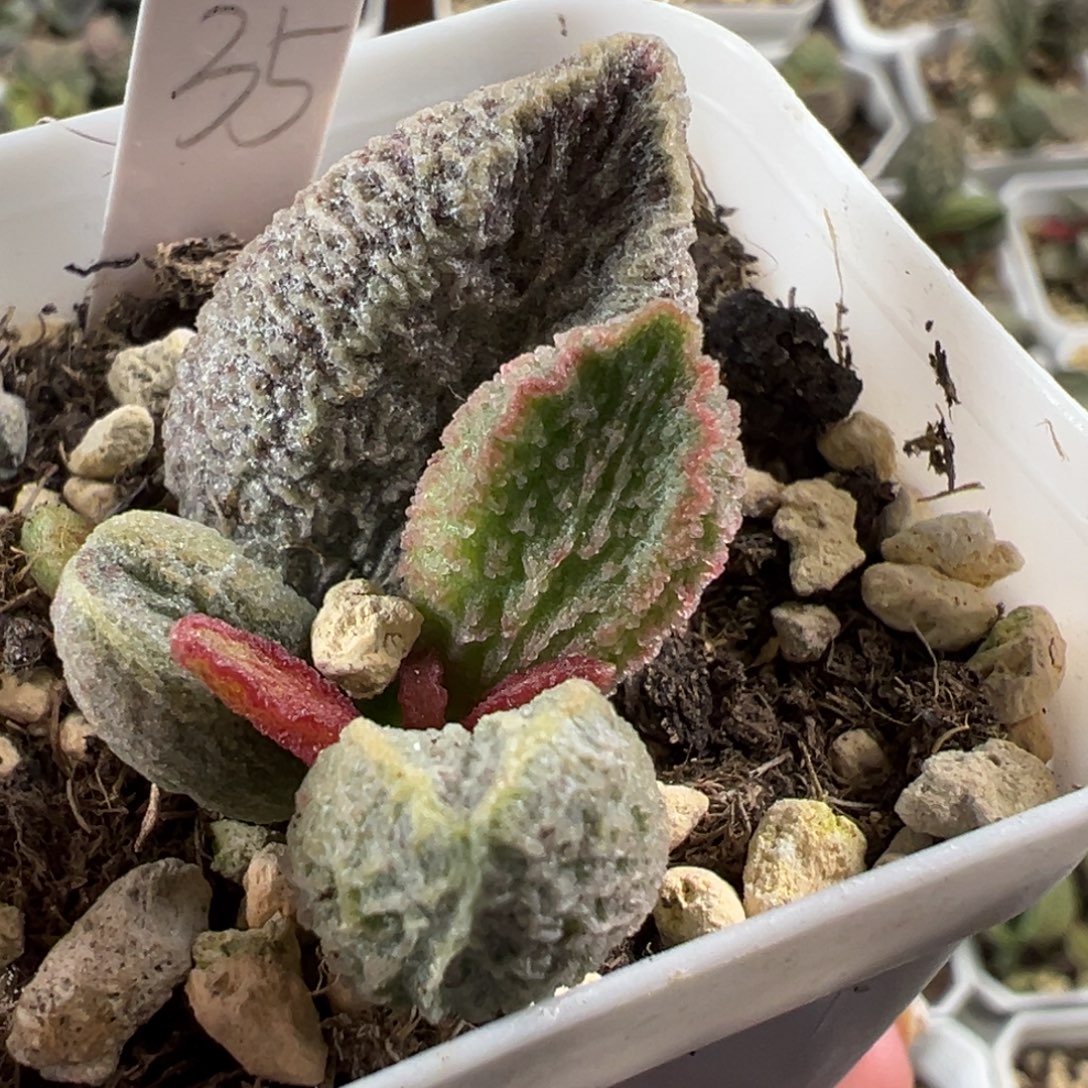 水滴型实生新品大苗多肉