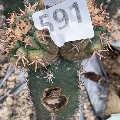 591号袖蒲苗接双头瑕疵猫爪