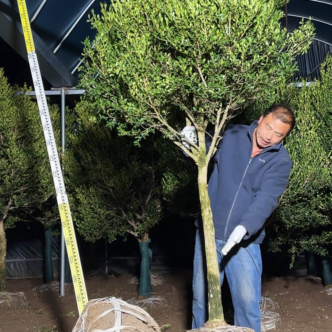 无花朵精品小叶瓜子黄杨