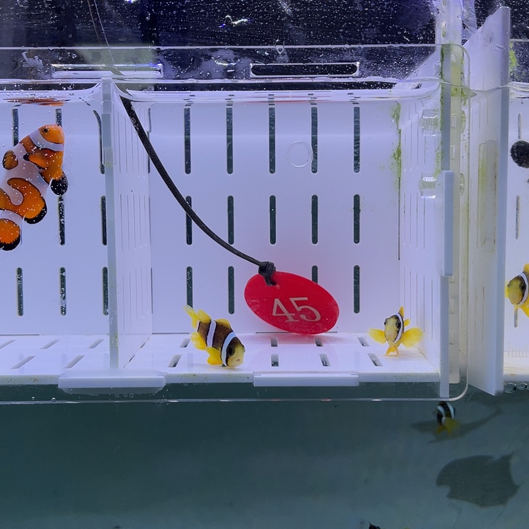 海水鱼人工金双待