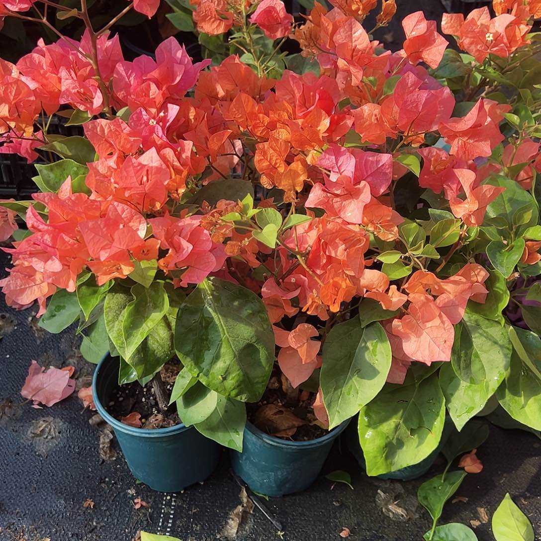 大部分花苞少量开放波妹掌中宝一棵