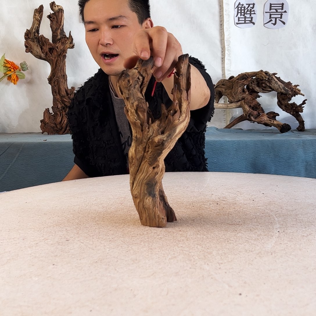 沉木造景爬宠造景