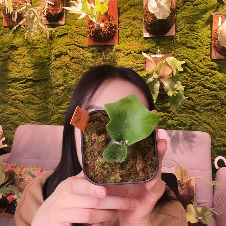 不开花植物海豚正侧芽