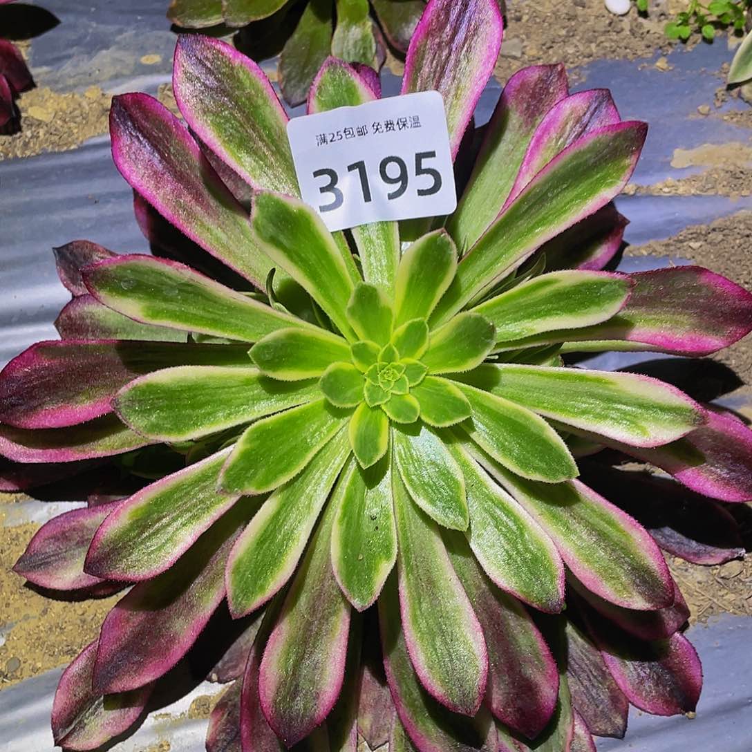 3195琉璃女神多肉植物