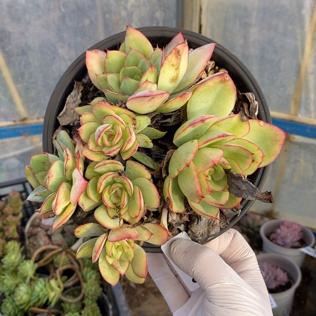 18610牡丹亭老桩一物一拍