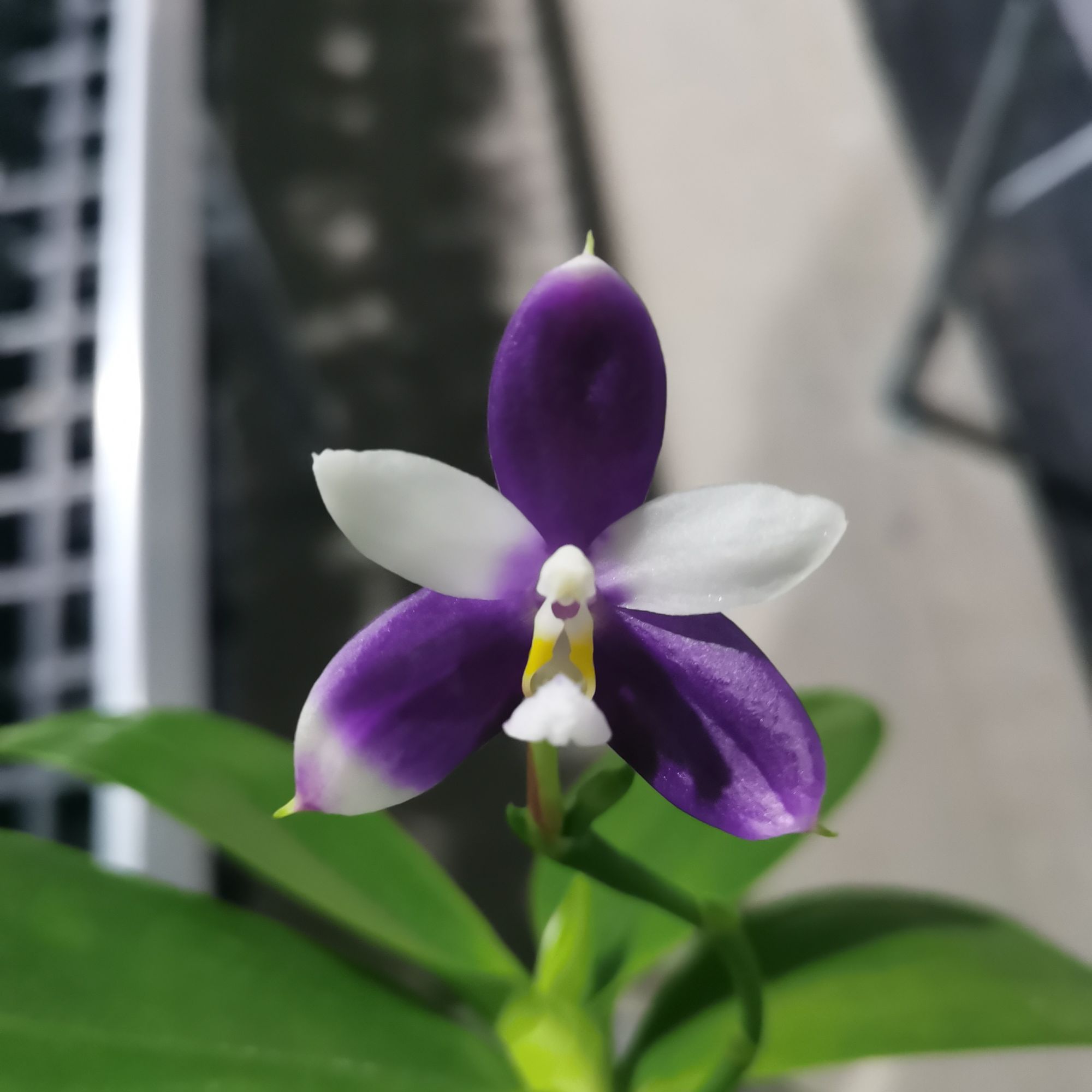 （2颗装）1.7寸 珍妮佛兄弟交-苗【少根叶瑕】珍奇蝴蝶兰