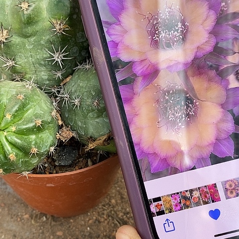 多头极光丽花，2579900