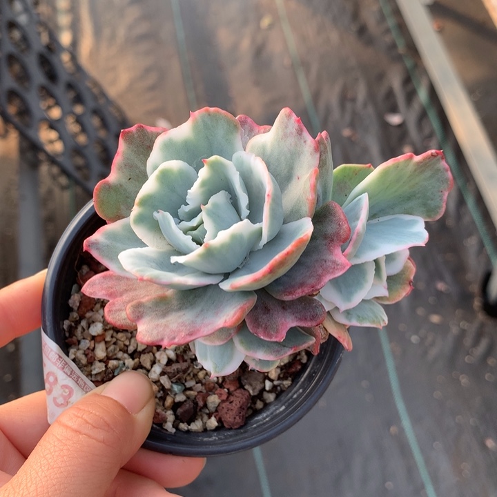 伯克利锦多肉植物